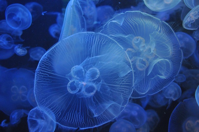 🦞 科技水族箱的神奇夥伴：水缸裡的八位英雄！
